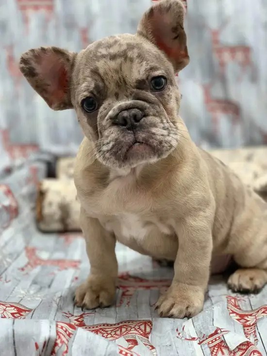 French Bulldog (M5) My Name Is Fiffer (Rare Lilac Merle) (Found loving