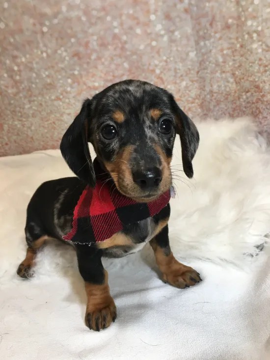 Dachshund, Miniature (M1) My Name Is Drew (Black & Tan