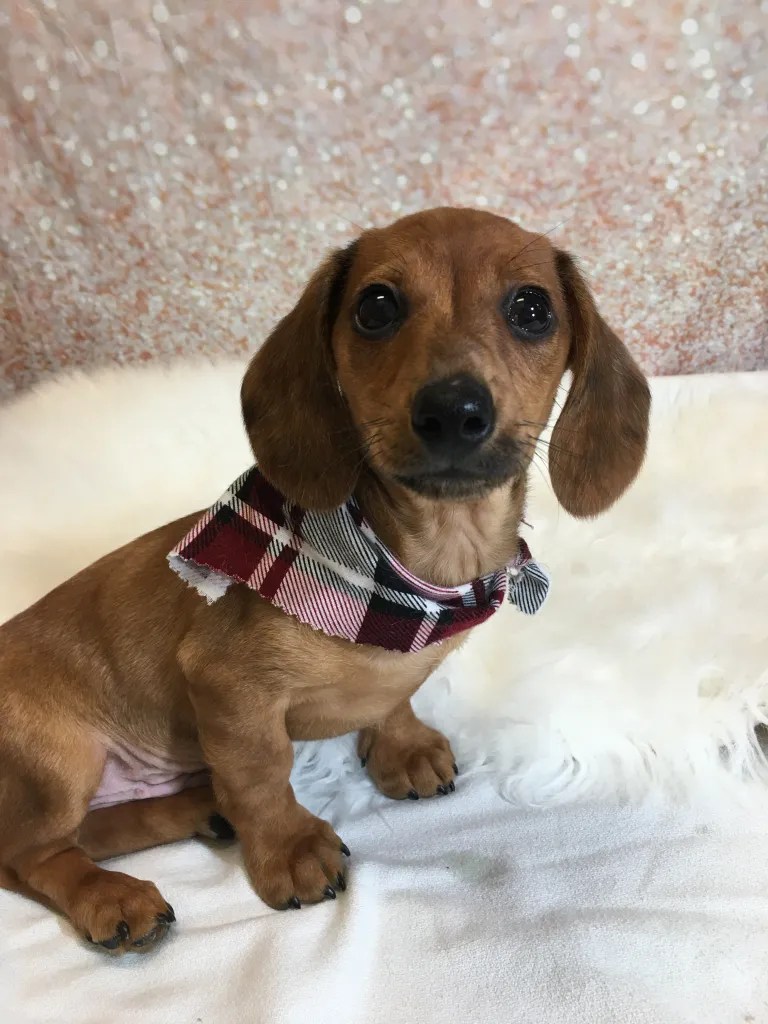 Dachshund, Miniature (M2) My Name Is Denver (Red, Short