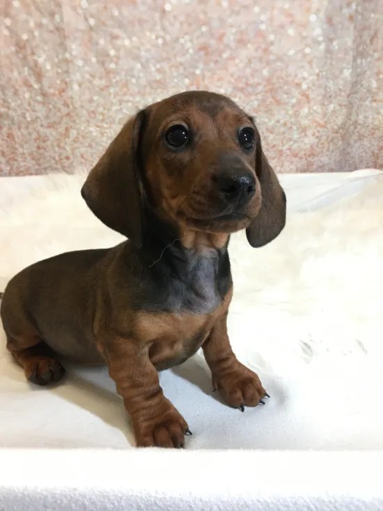Dachshund, Miniature (M3B) My Name Is Dylan (Red, Short