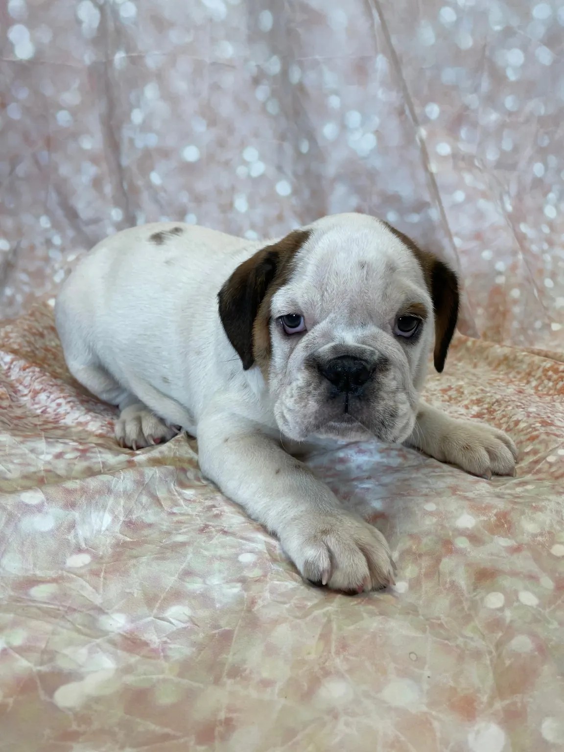 English Bulldog (F) My Name Is Eva (Found loving home 3/16/2021) PAPuppy