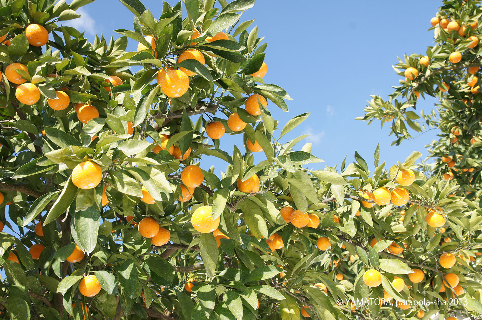 虎の子みかん：温州みかんの予約は2016年1月10日までです！ パラボラ舎