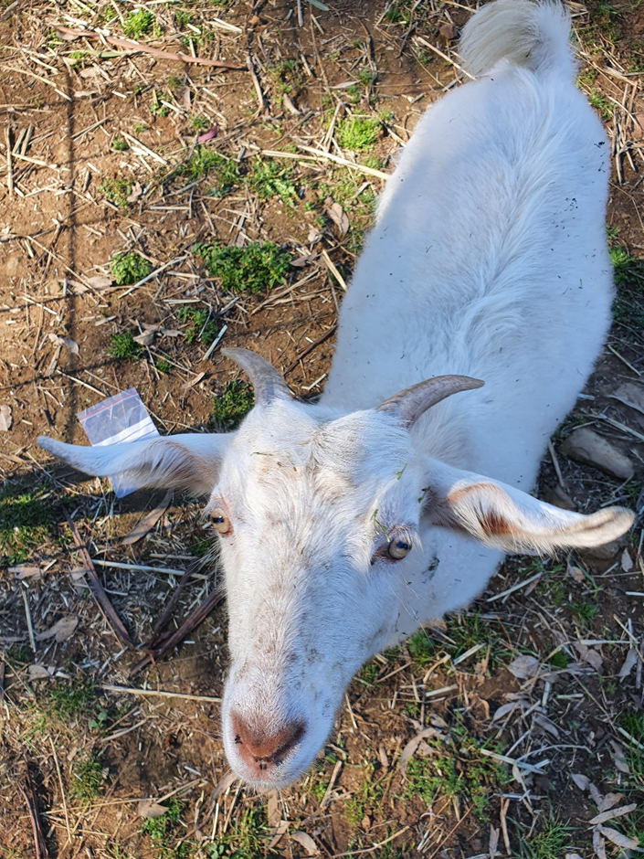 ‘Nextlevel’ worm control for healthy goat herds ParaBoss