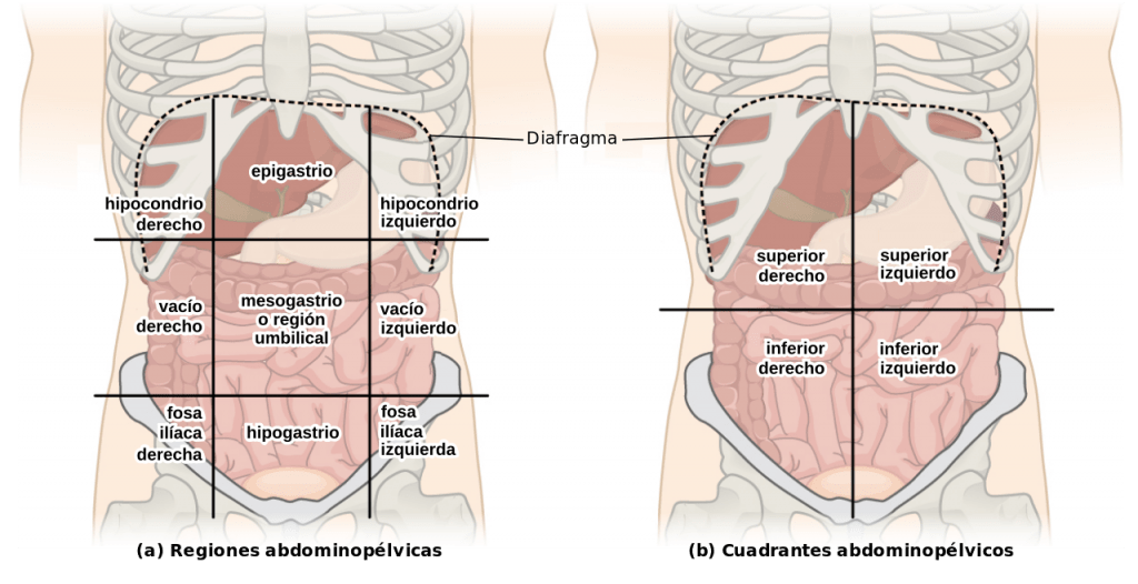 Regiones abdominales 🔹Paradigmia