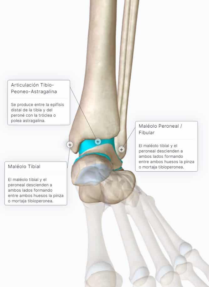 Articulación del Tobillo 🔹CURSO ANATOMÍA Paradigmia