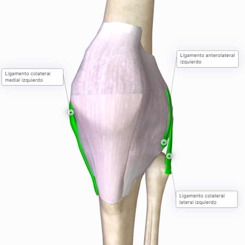 Articulación de la Rodilla 🔹CURSO ANATOMÍA Paradigmia