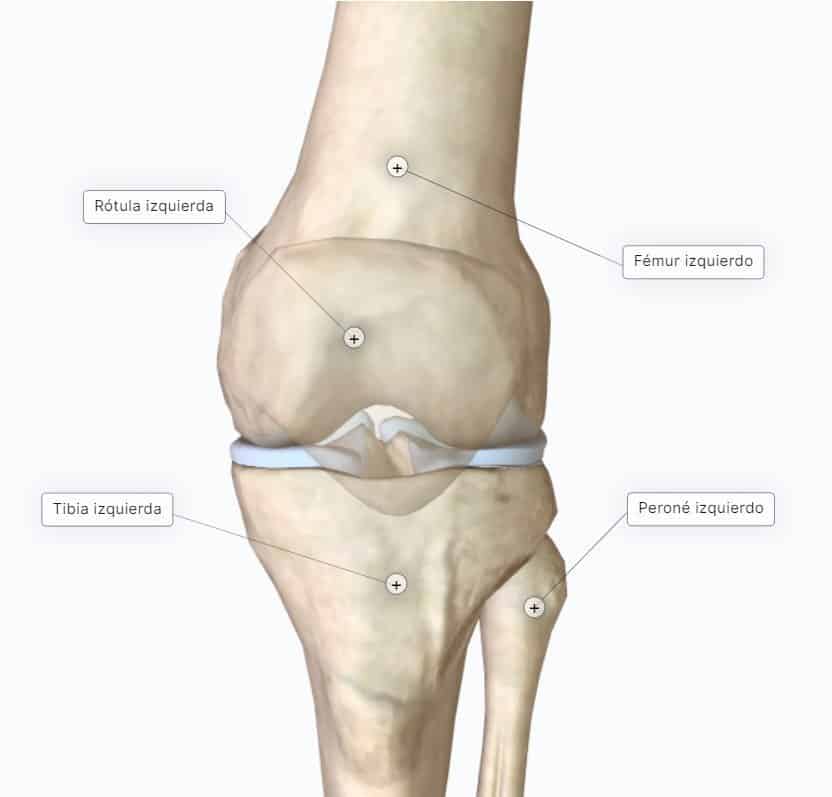 Articulación de la Rodilla 🔹CURSO ANATOMÍA Paradigmia