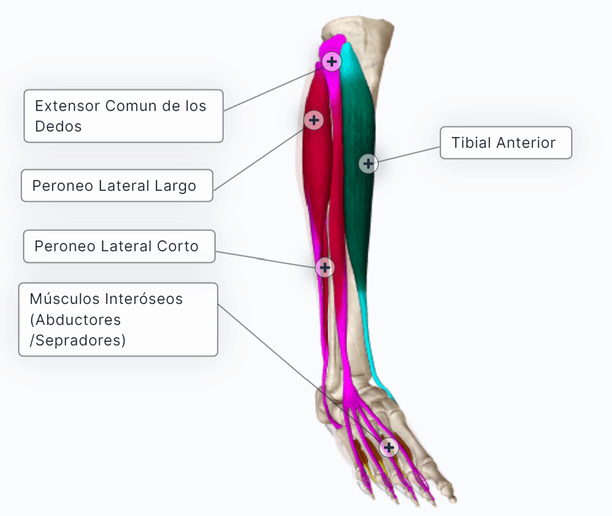 Músculos del Pie 🔹CURSO Paradigmia