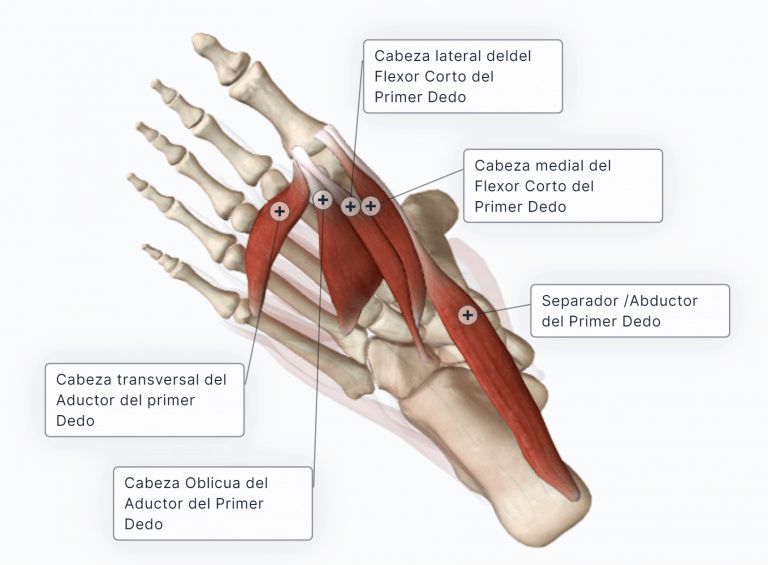 Musculatura del Dedo gordo (Hallux) del Pie 🔹Paradigmia