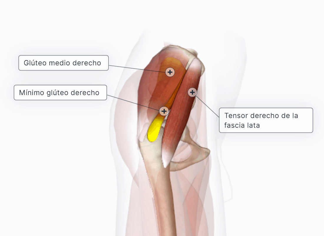Musculo Tensor Da Fascia Lata