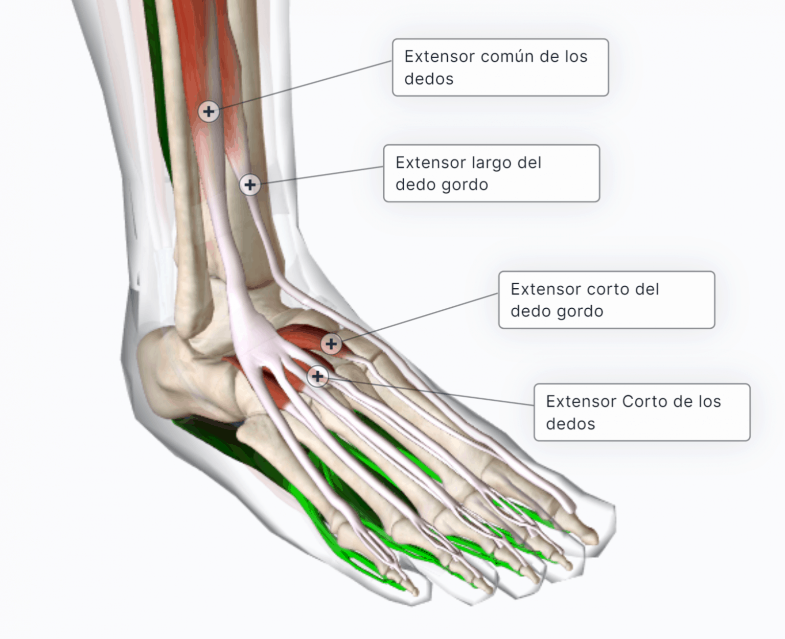 Músculos del Pie 🔹CURSO Paradigmia