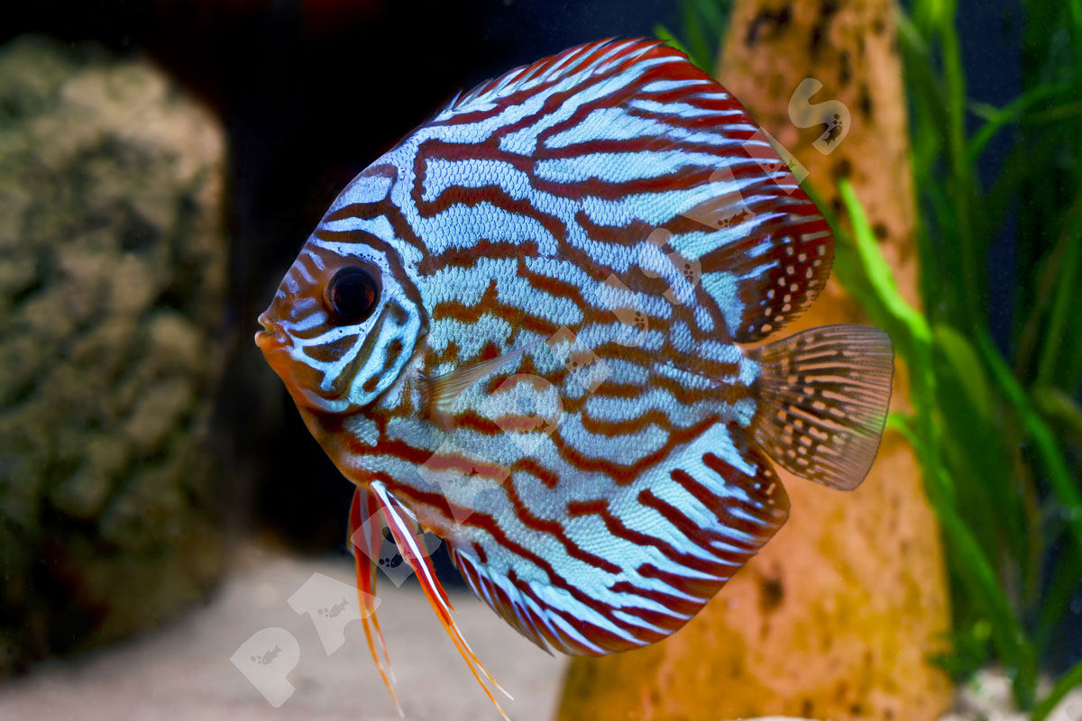 Blauwe Discusvis Paradijsvis.be