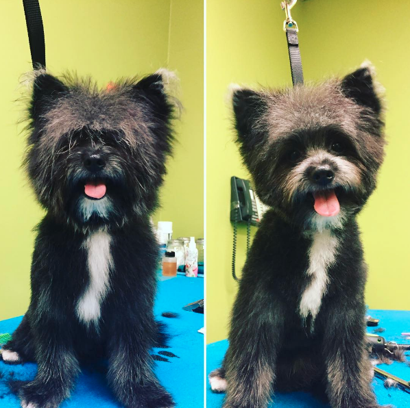 Paradise Pets Grooming and Daycare