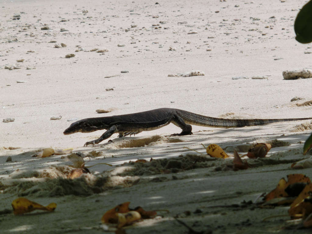 How did Reikko Hori´s experience end? The first castaway girl