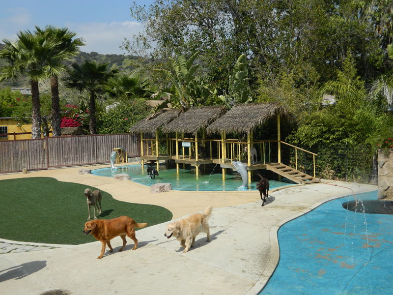 About Us Paradise Ranch Pet Resort