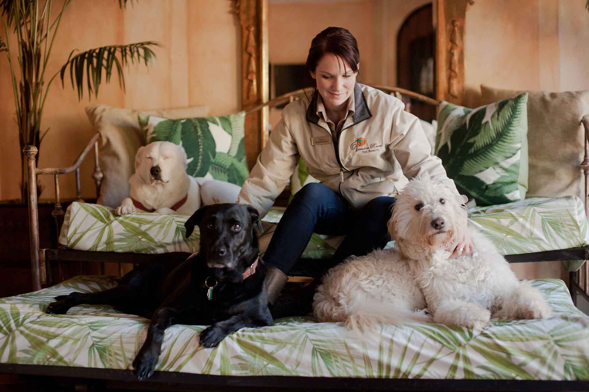 CageFree Dog Boarding Paradise Ranch Pet Resort