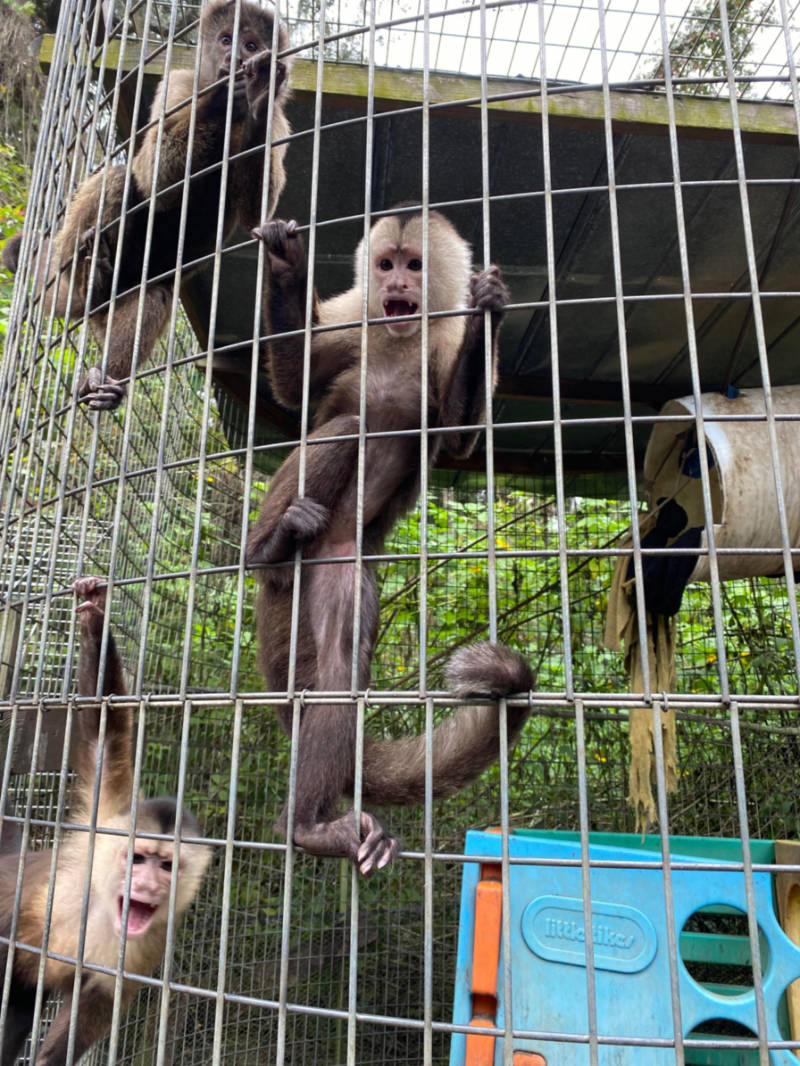 Primate Rescue Paradiso Cane Corso & Paradise Farms