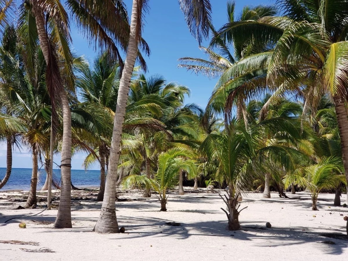 MAHAHUAL Land with PRIVATE BEACH of 3027 m2 66m in front of the sea Paraiso Real Tulum