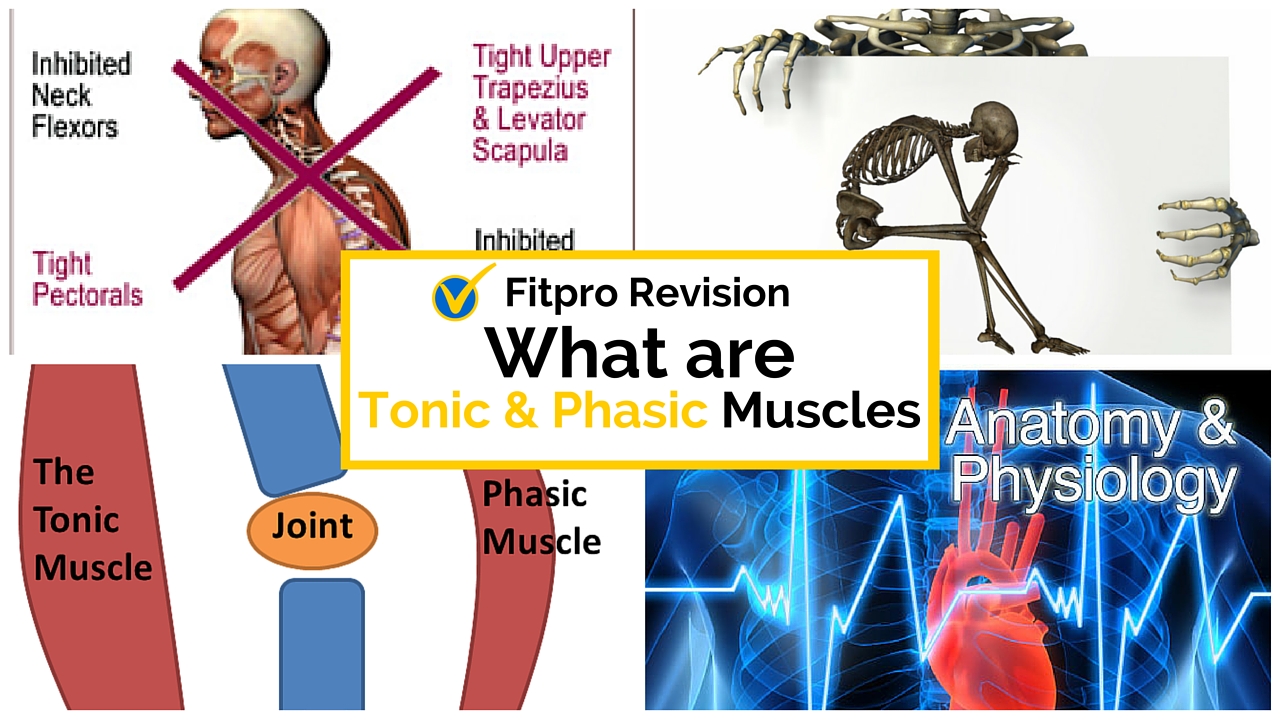 What are Tonic and Phasic Muscles?