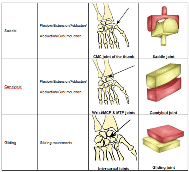 3 Facts To Ace Your Anatomy and Physiology Test Joints