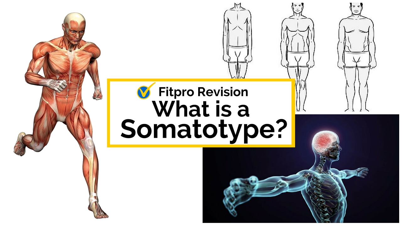 Level 2 Principles Exam Revision What is a somatotype?