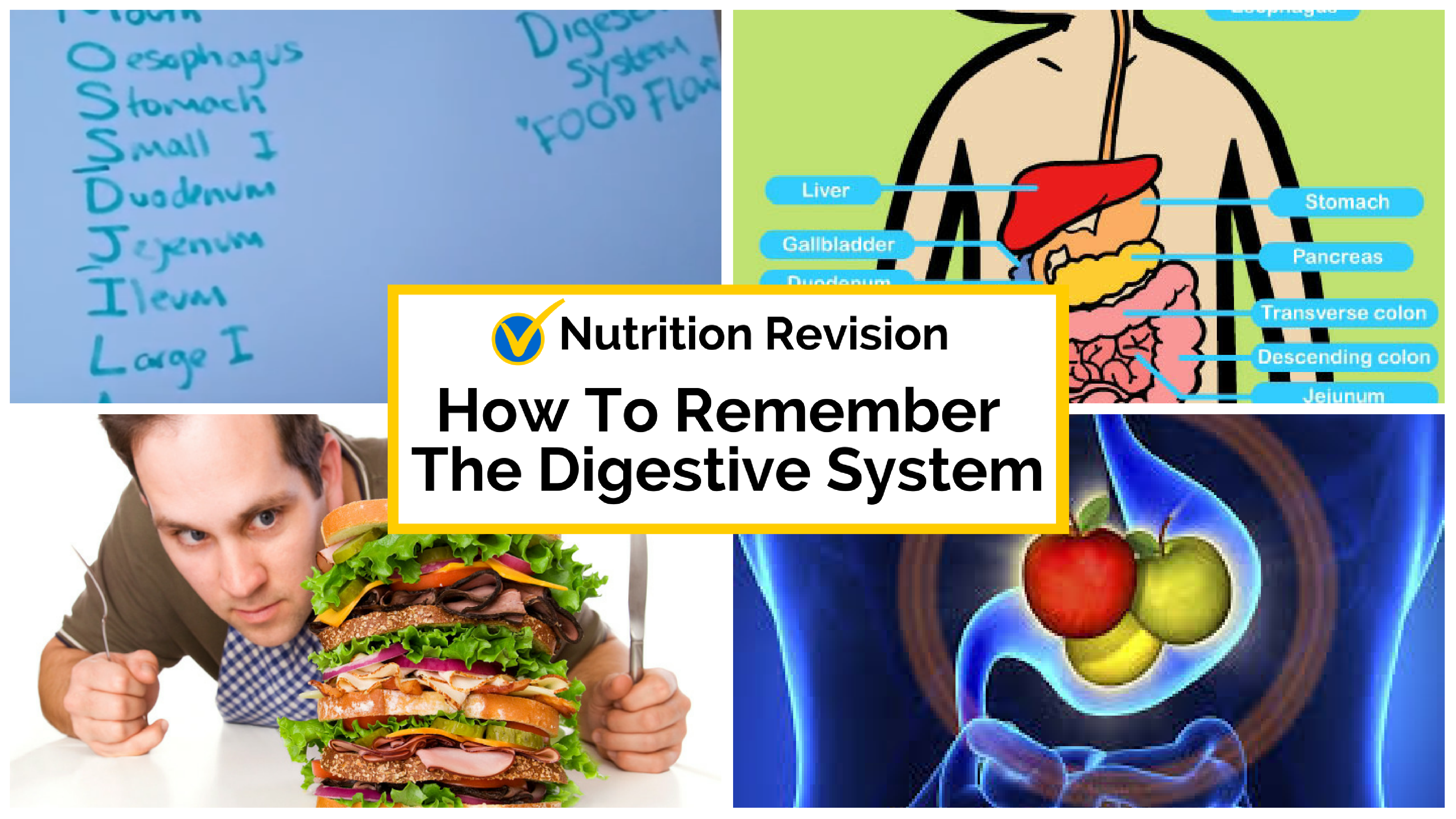 How To Remember the Digestive System Level 3 Nutrition