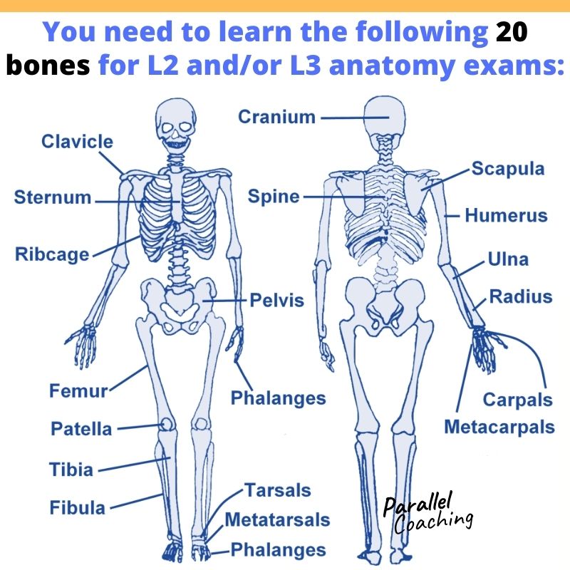 How To Remember The 5 Types of Bones Acronym for Anatomy Exam