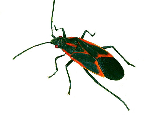 Pest Library – Other Pests – Boxelder Bugs | Paramount Exterminating