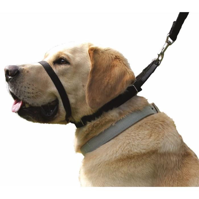 Canny Collar Coleira de Treino Cães ParAnimais