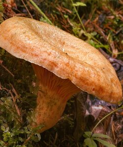 Какая шляпка у гриба рыжика. Грибы рыжики: описание и рецепты приготовления. Как выбрать и где купить