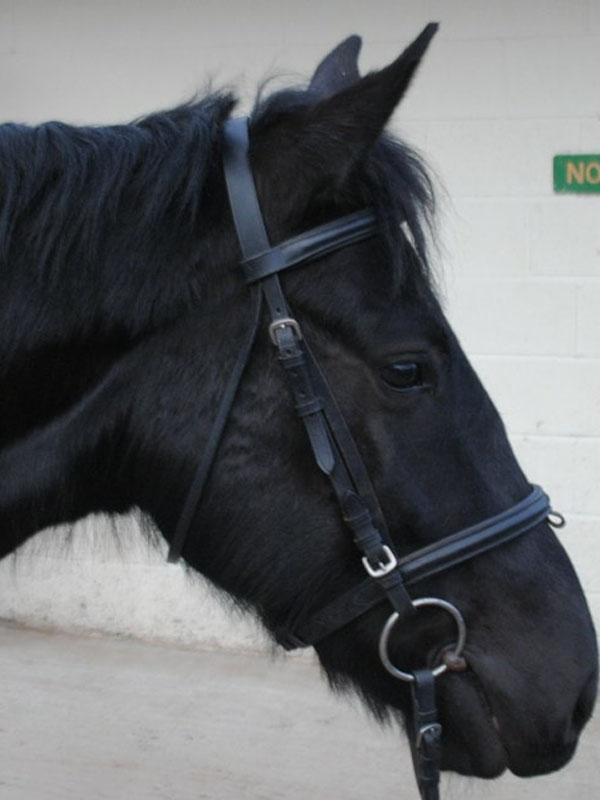 Our Horses Parbold Equestrian Centre