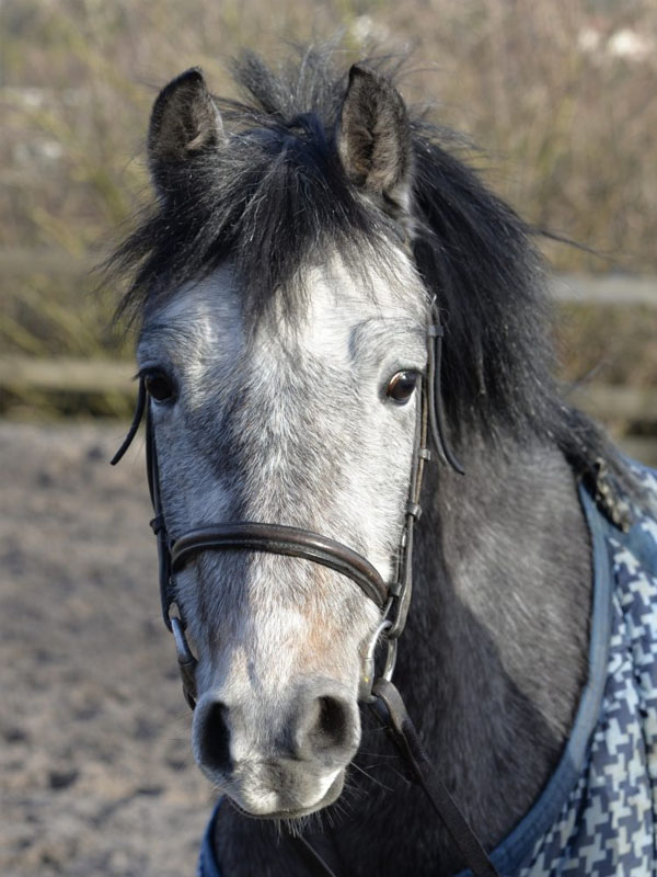 Our Horses Parbold Equestrian Centre