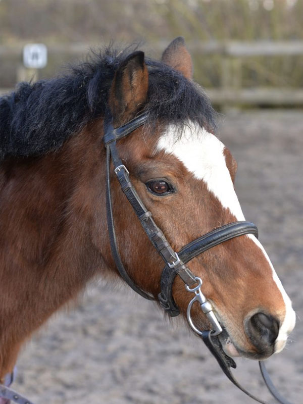 Our Horses Parbold Equestrian Centre