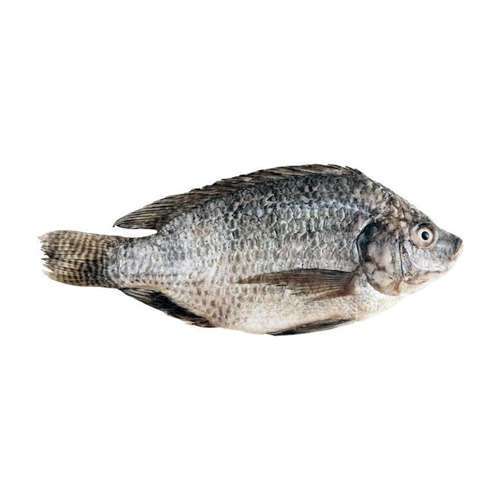 Tilapia Raw Fish (1kg) PATCO