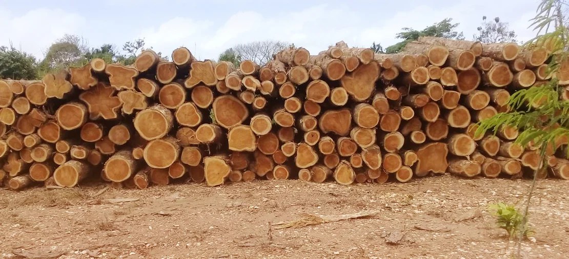 Panama Teak Wood Pareek Timber