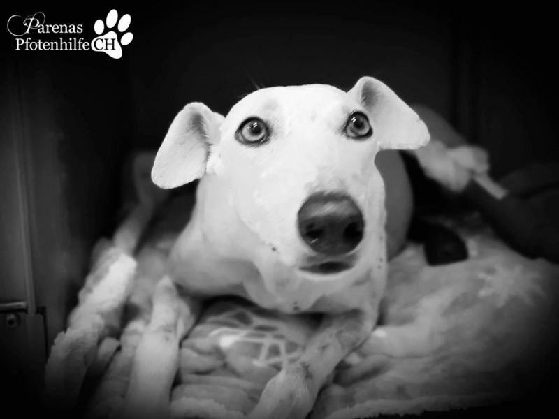 Hund Hinterbeine Rutschen Weg / WackelBrett SPASSMITHUND Maybe