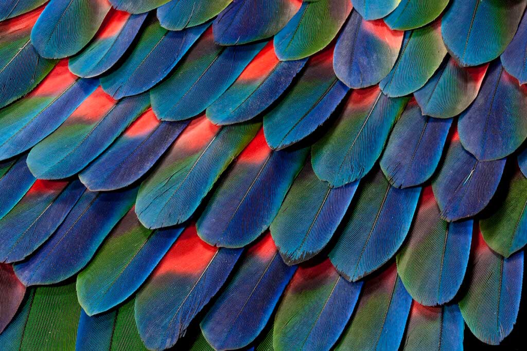 Do Bird Feathers Carry Disease? ParentData by Emily Oster