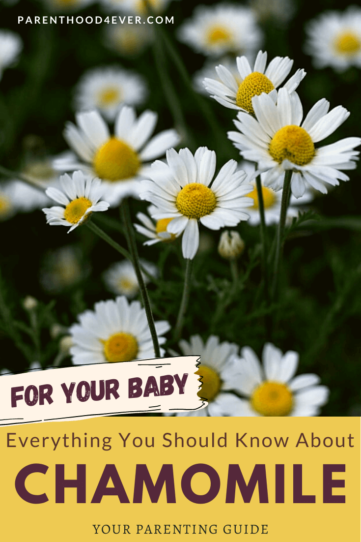 How to make a chamomile bath for babies Parenthood4ever Parenthood4ever