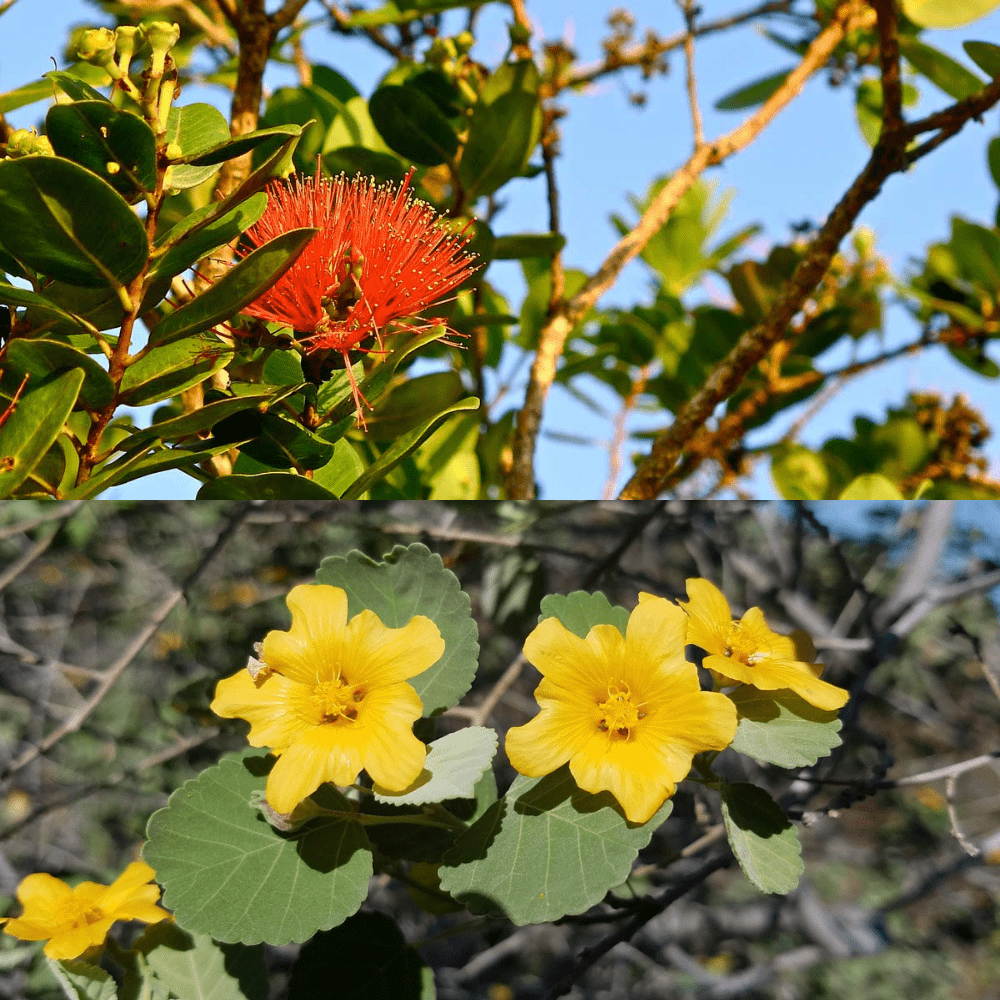 Fun Facts About Hawaii That You Didn’t Know Before Page 30