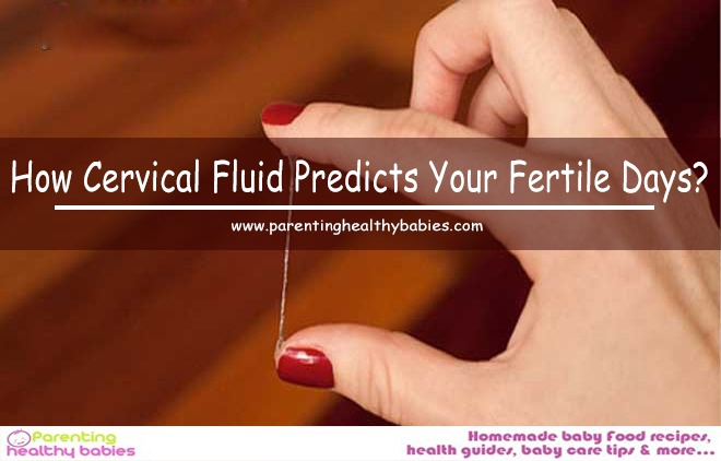 How Cervical Fluid Predicts Your Fertile Days?