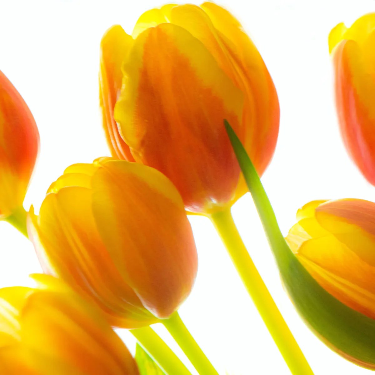 Which Flowers Last the Longest? Parfumella Flowers