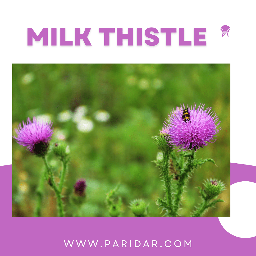 Milk thistle (Fruit) Health & Weight loss
