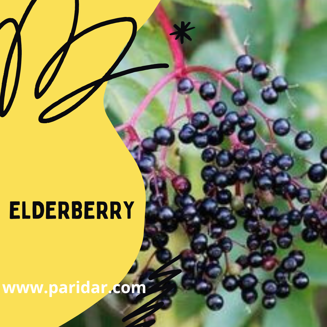 Elderberry (fruit) Paridar Enterprise