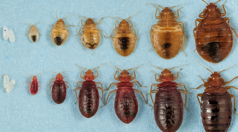 5 Things You Didn't Know About Bedbugs Paris pest control