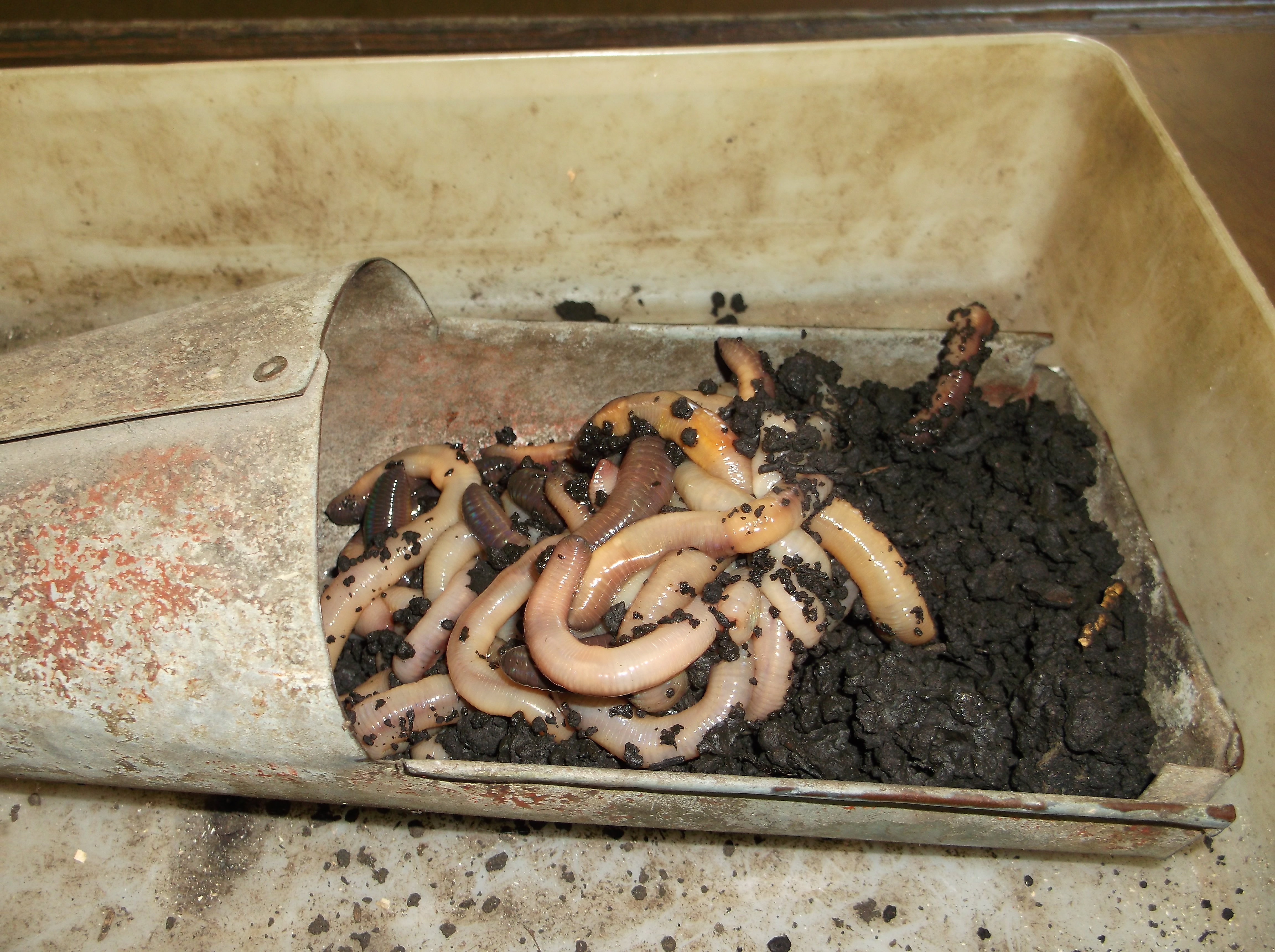 Worms, Spikes And Waxworms