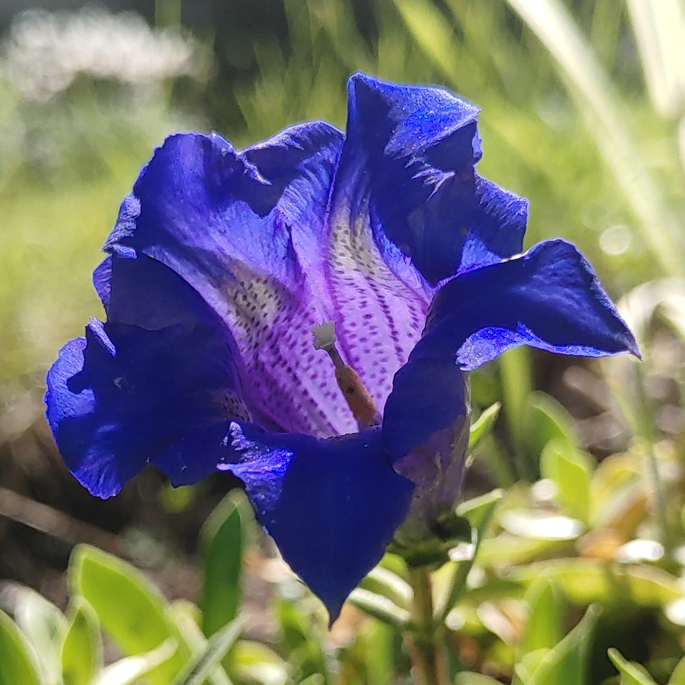 Gentian acaulis Trumpet gentian Another Calgary garden