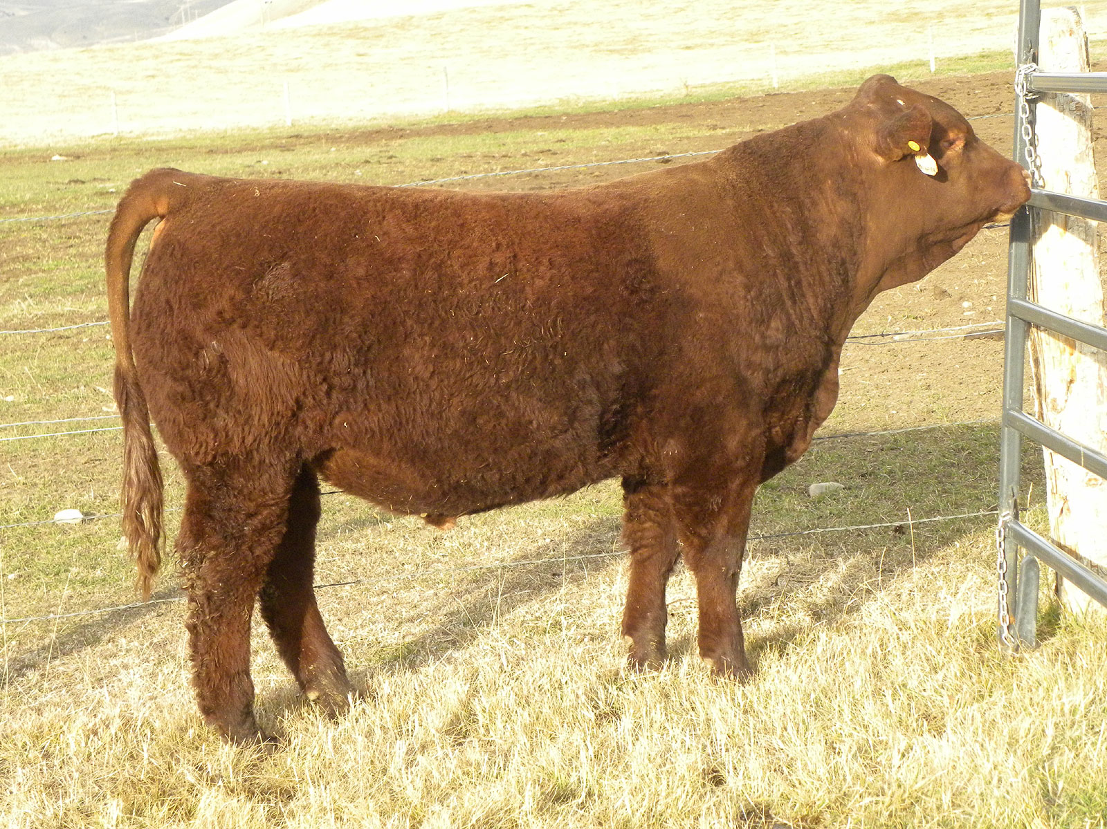 2016 Cattle Sales Parke Ranch