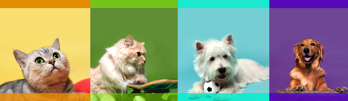 Parker Pets, LLC Dog Walker and Pet Sitter Care serving Jersey City