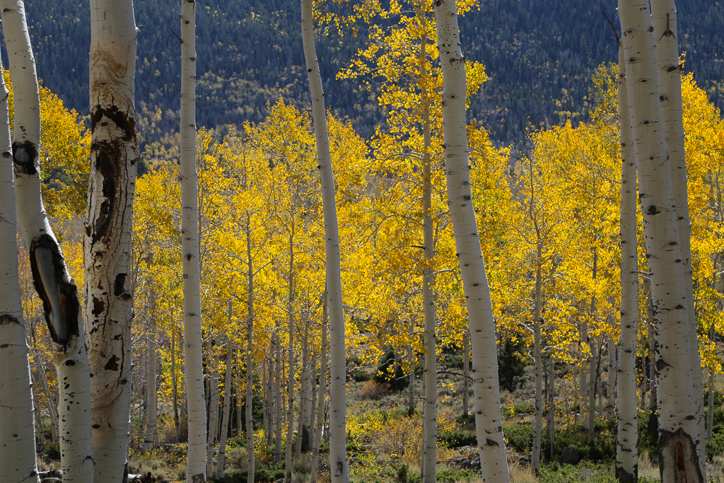 Visiting Pando Aspen Forest Ultimate Guide UponArriving