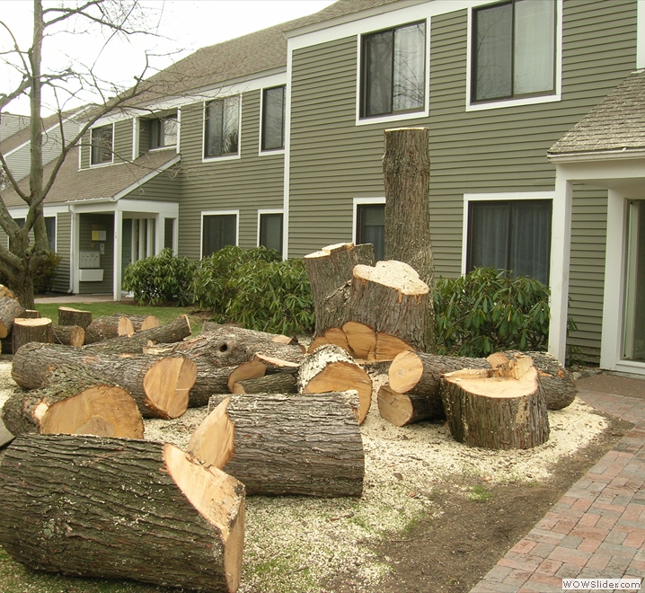 Parkhurst Tree Removal Pruning Millis MA Brush Chipping Stump